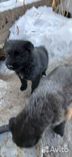 Щенки от метиса чёрного терьера