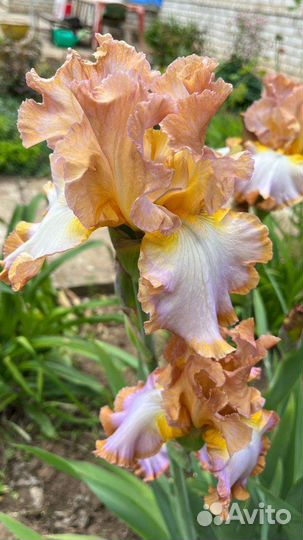 Ирисы бородатые
