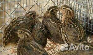 Перепела несушки