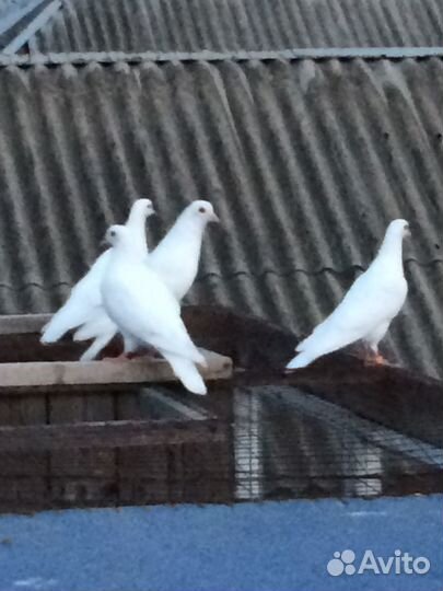 Белые голуби