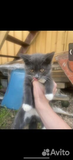 Кошки в добрые руки бесплатно