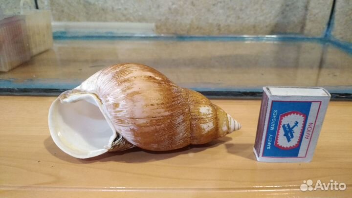 Аквариум, декор