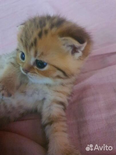 Шотландская кошка