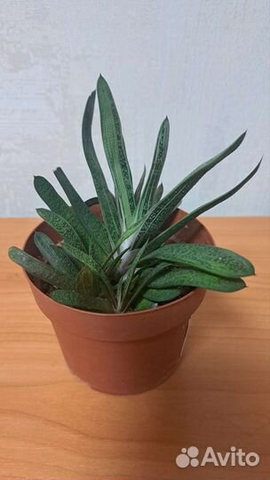 Кактусы и суккуленты