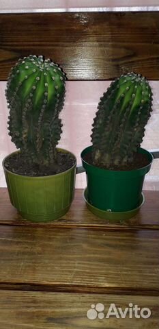 Кактус цветущий