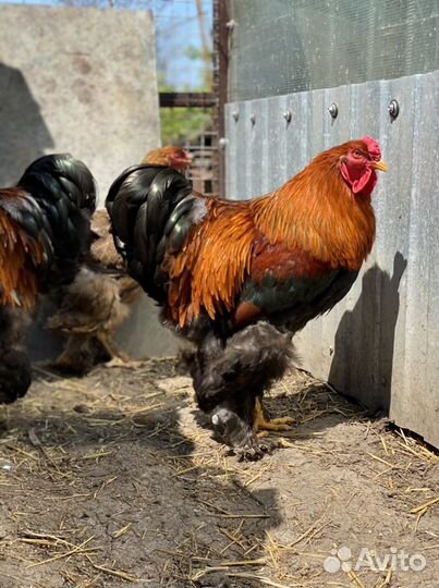 Яйцо инкубационное Куропатчатой Брамы