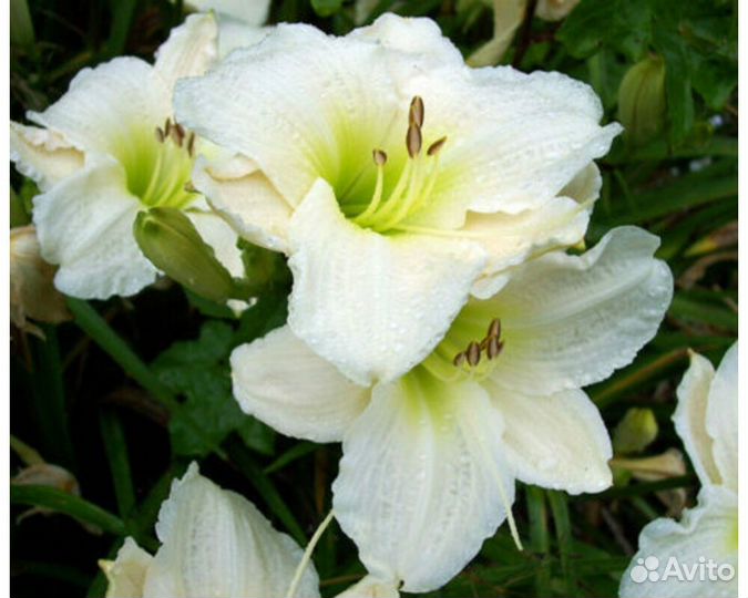 Лилейник Gentle Shepherd