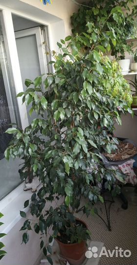 Фикус бенджамина большой