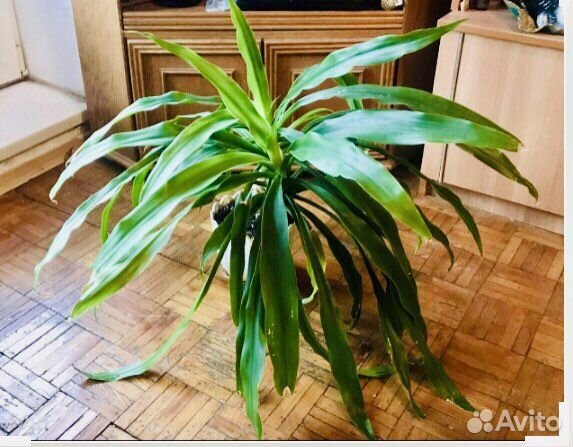 2 пальмы юкка в одном горшке