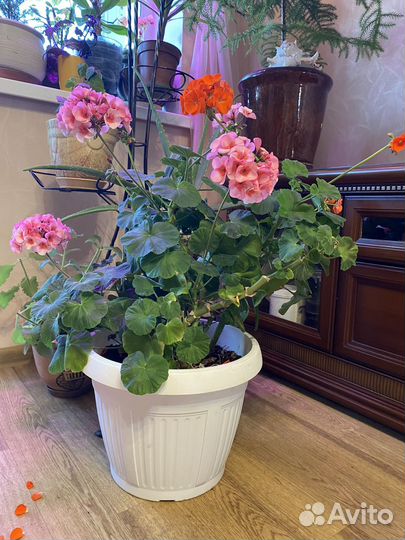 Герань кустом