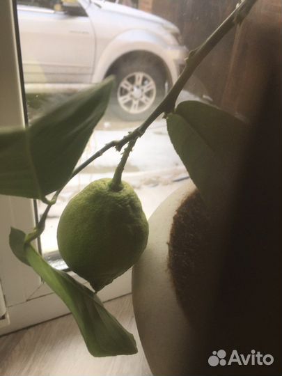 Лимон, отростки