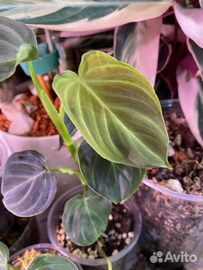 Комнатные растения