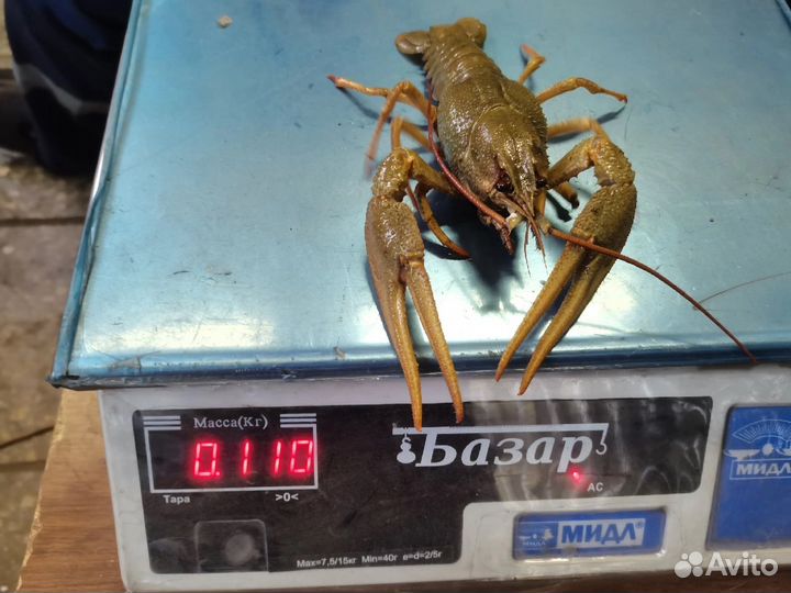 Ищу частного инвестора