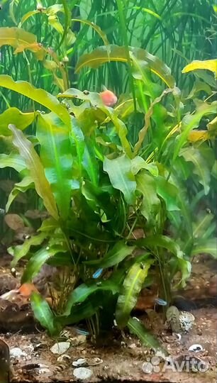 Аквариумные растения