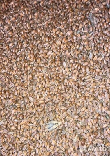 Гречиха, Фуражная пшеница корма