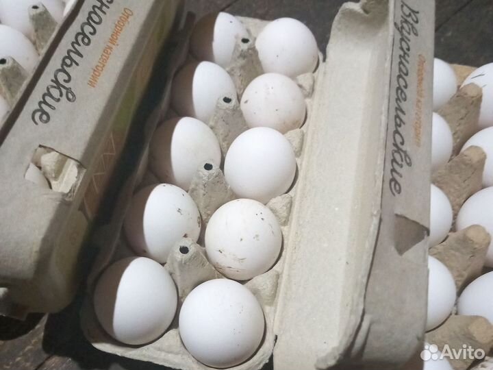 Инкубационное яйцо кур несушек