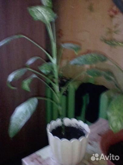 Диффенбахия