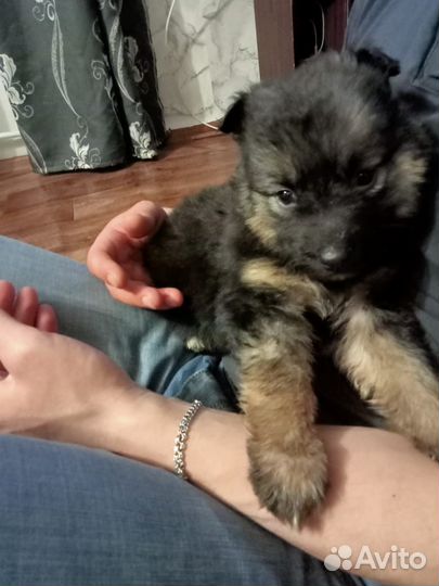 Немецкая овчарка