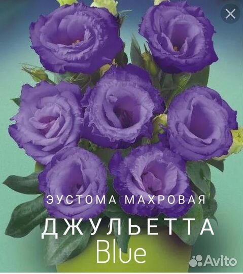 Эустома карликовая рассада