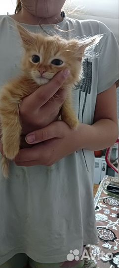 Кошки в добрые руки бесплатно