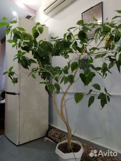 Гибискус китайская роза