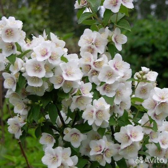 Чубушник необычный