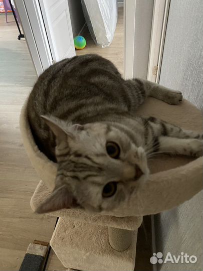 Отдам бесплатно