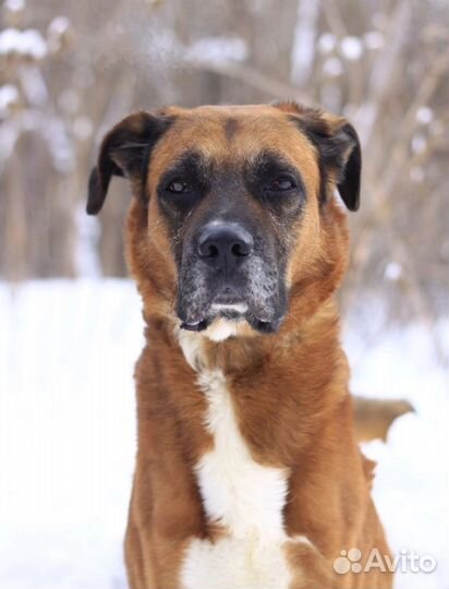 Собака в добрые руки