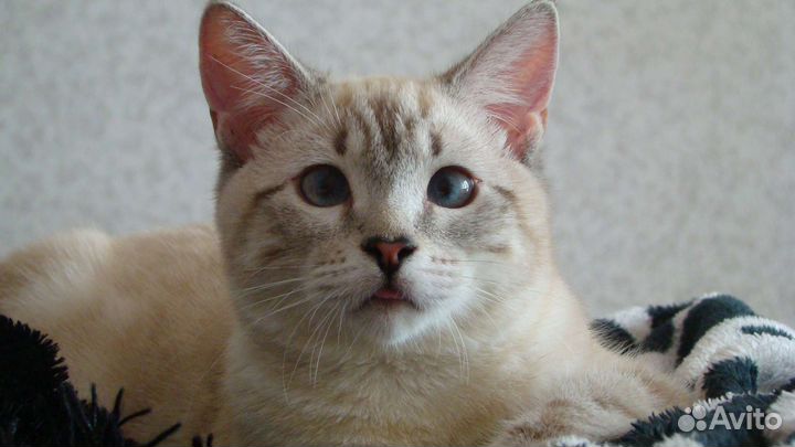 Шотландский кот вязка