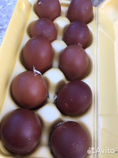 Инкубационное яйцо