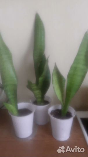 Сансевиерия тещин язык зеленая, сансевиерия Ханни