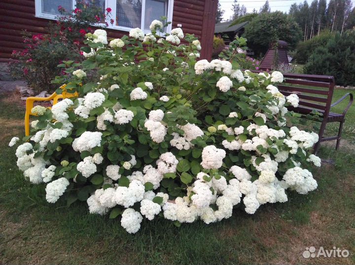 Гортензия древовидная