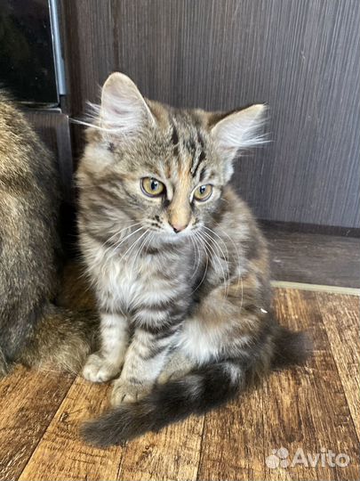 Котенок 3 месяца