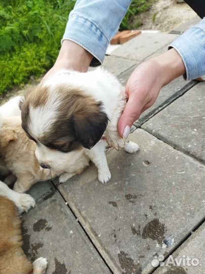 Щенки в добрые руки