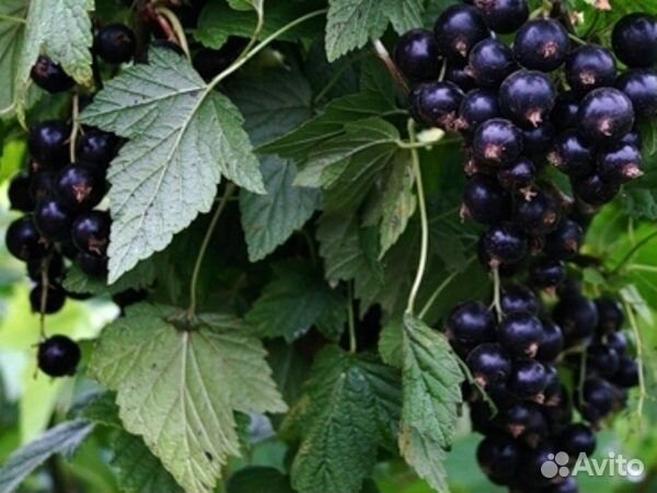 Саженцы вишня,Смородина, крыжовник