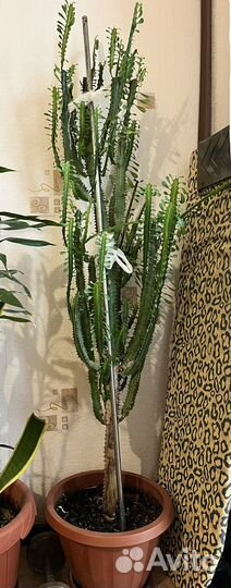 Молочай большой в горшке