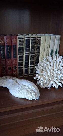 Морские ракушки и кораллы