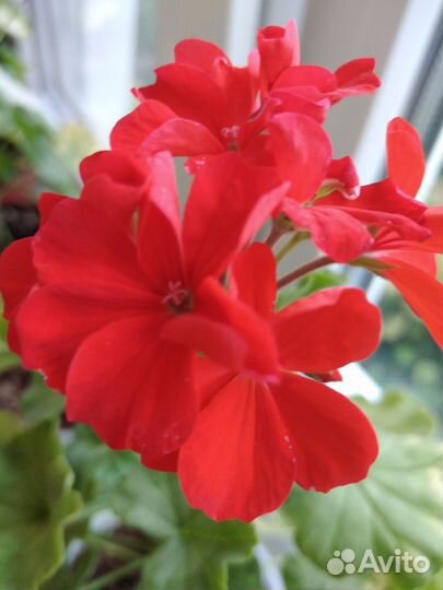Пеларгония герань