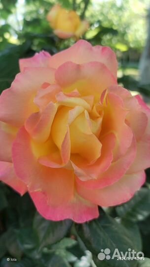 Роза глория дей