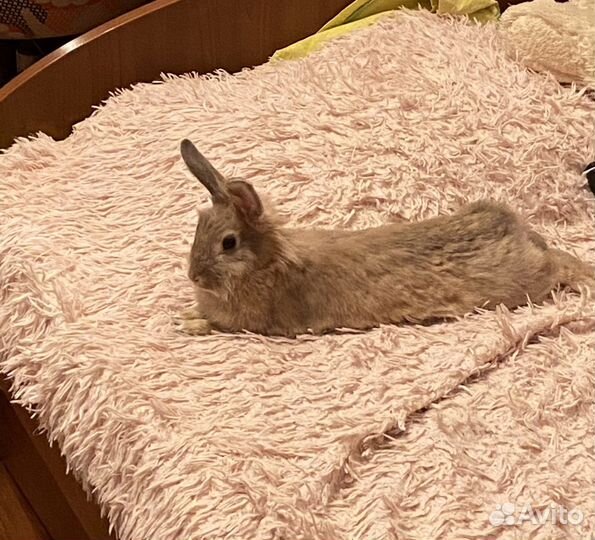 Декоративные кролики