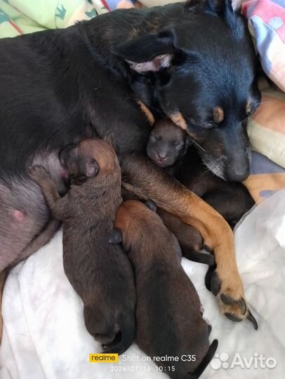 Маленькая собака