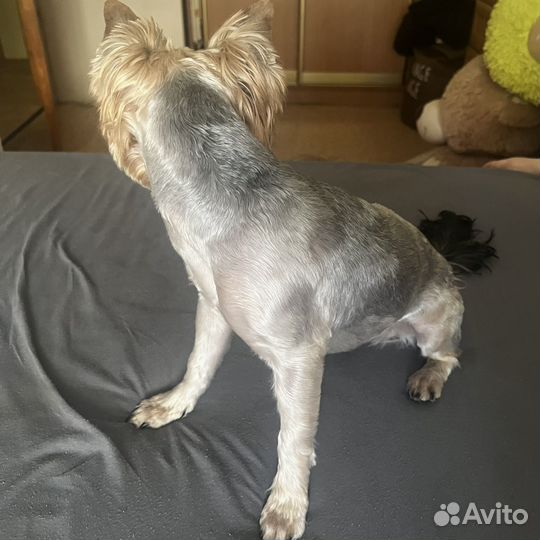 Йоркширский терьер