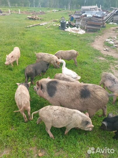 Поросята