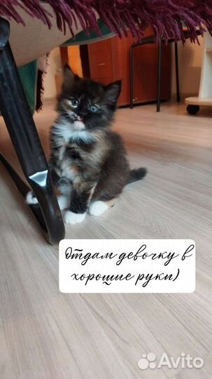 Кошка в дар