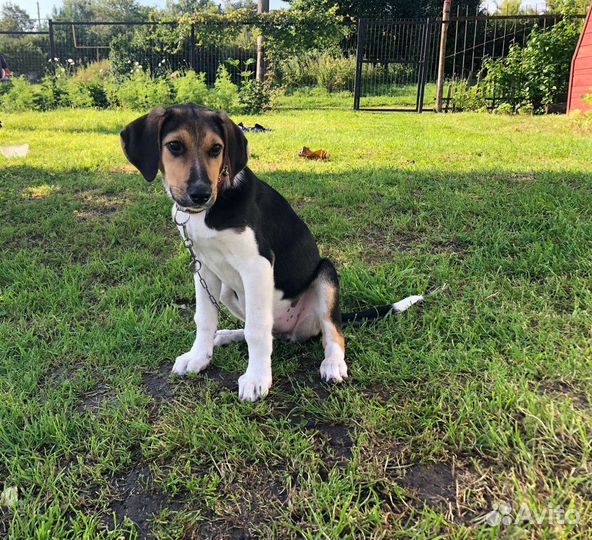 Бигль бесплатно