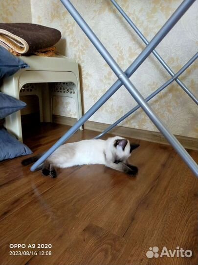 Сиамский котёнок
