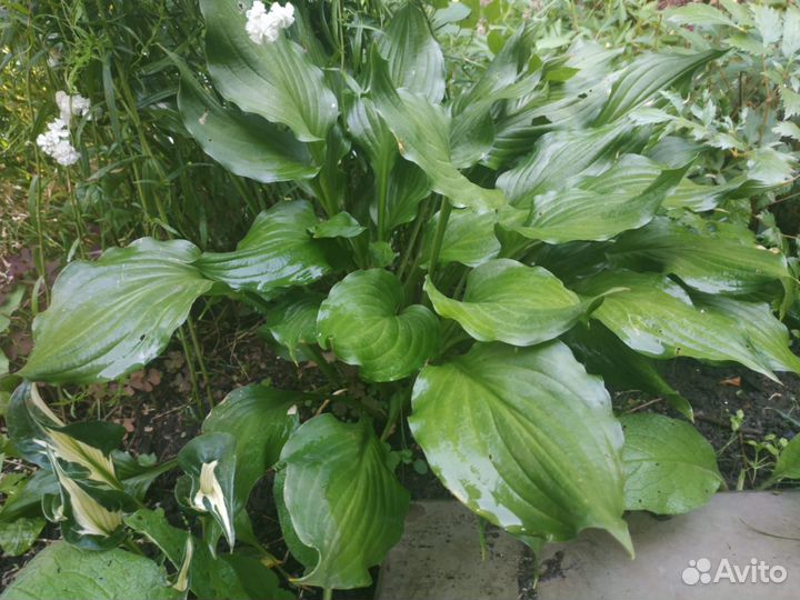 Сортовые хосты