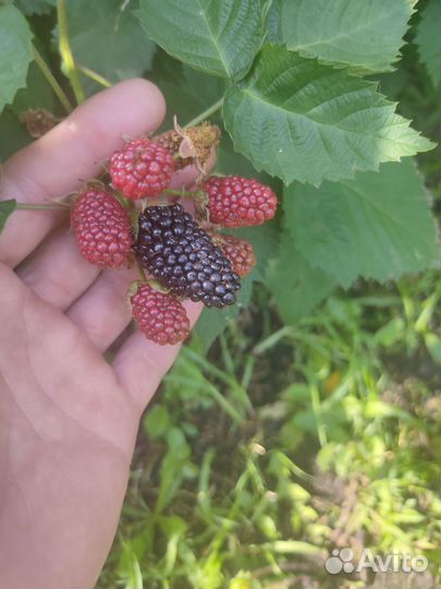 Саженцы ежевики