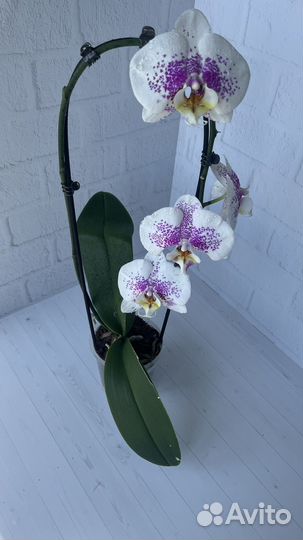 Орхидея Anmio gentleman