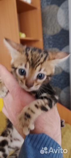 Бенгальский котенок